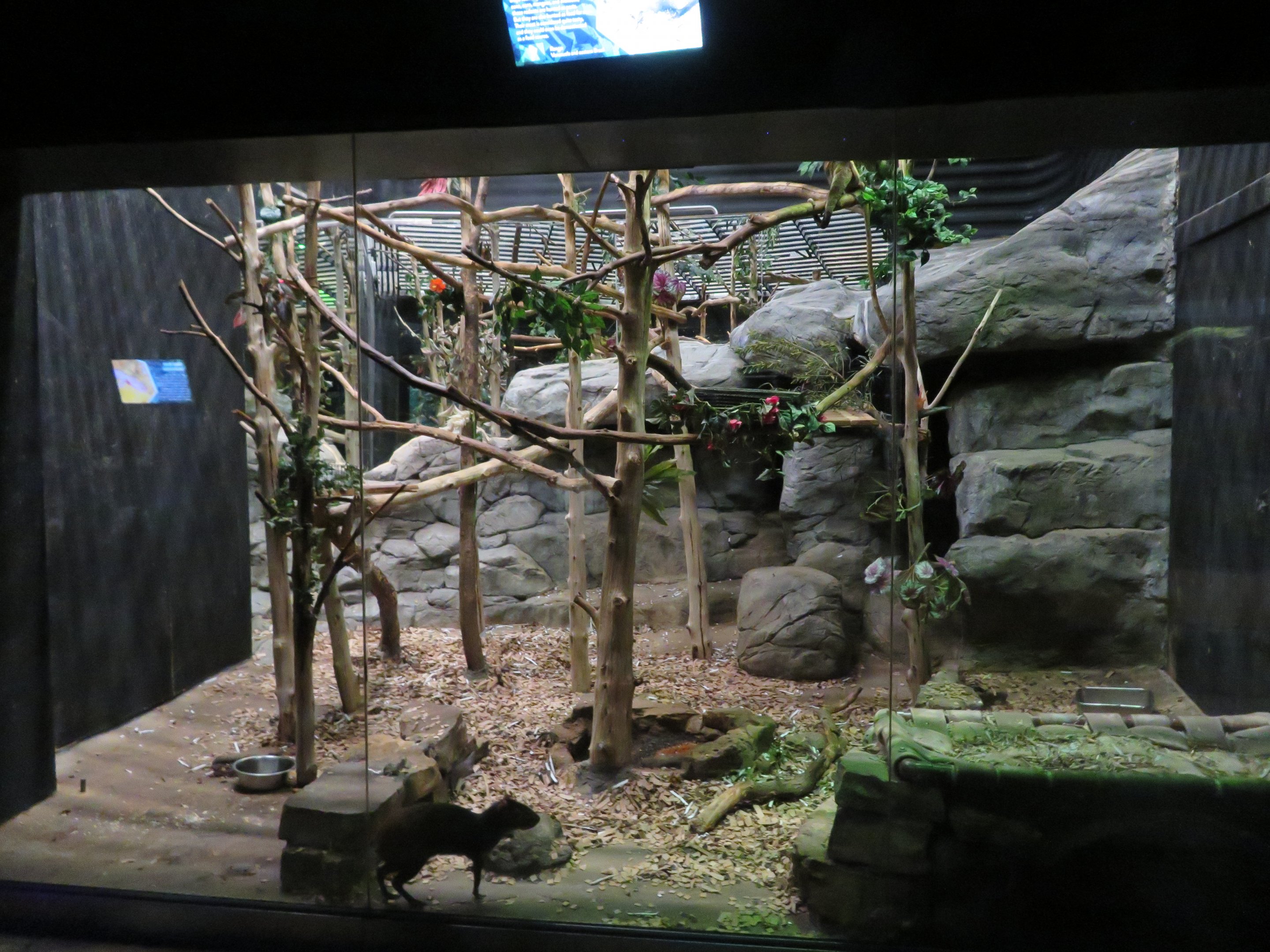 Bear Cuscus/Agouti/Wombat Exhibit