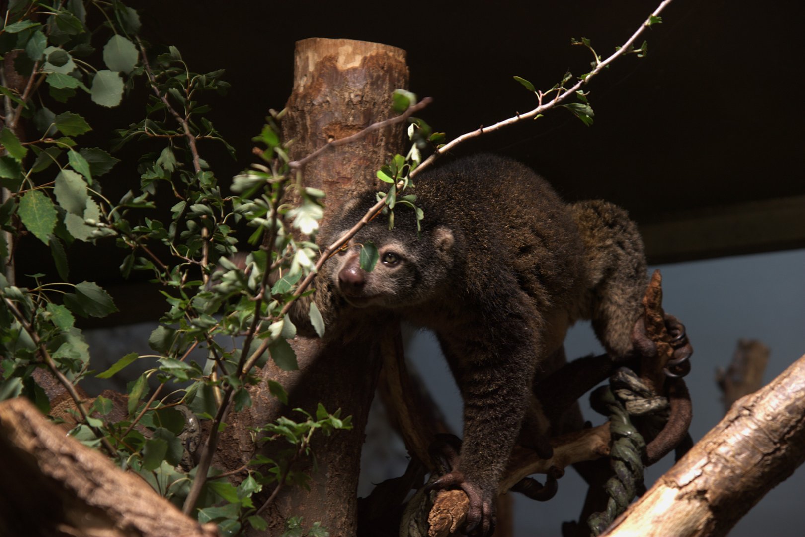 Bear Cuscus (Ailurops ursinus), 17-09-25