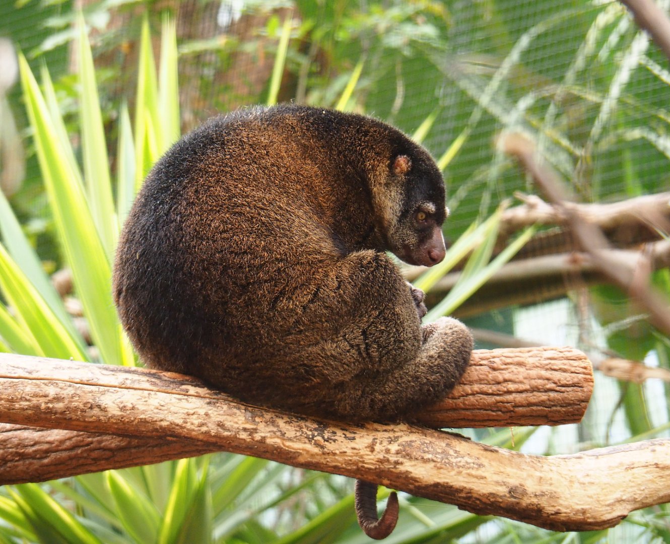 Bear cuscus (Ailurops ursinus), 2019-10-05