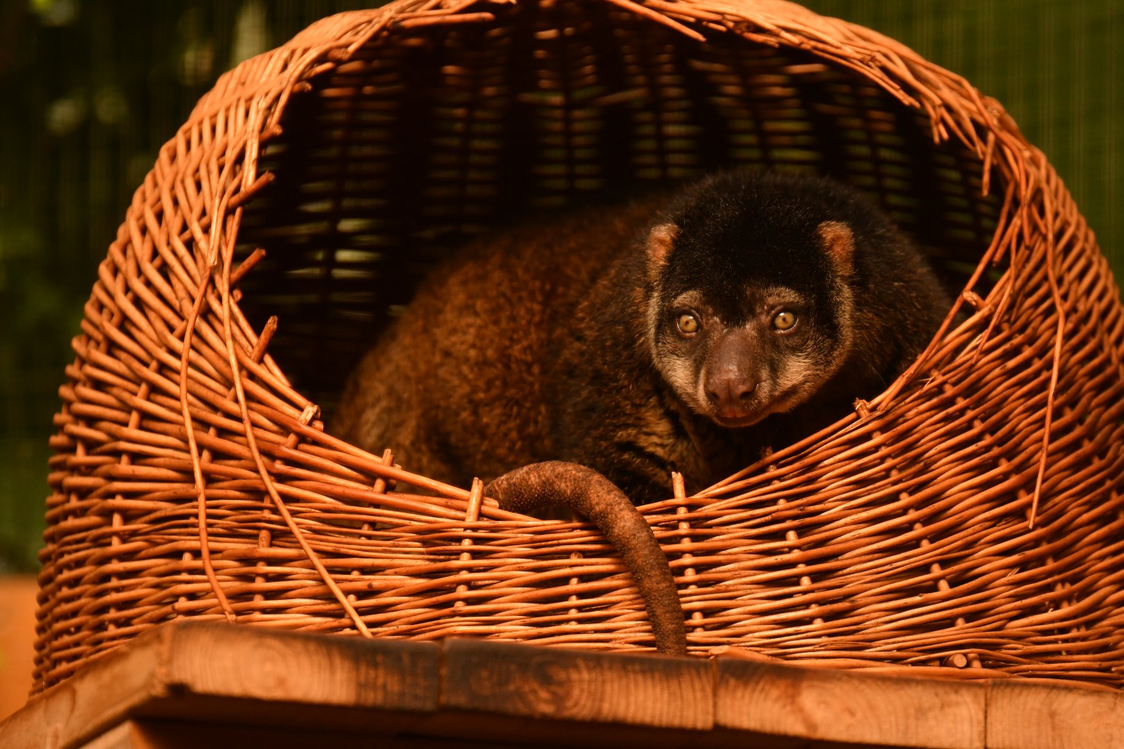 Bear cuscus (Ailurops ursinus)