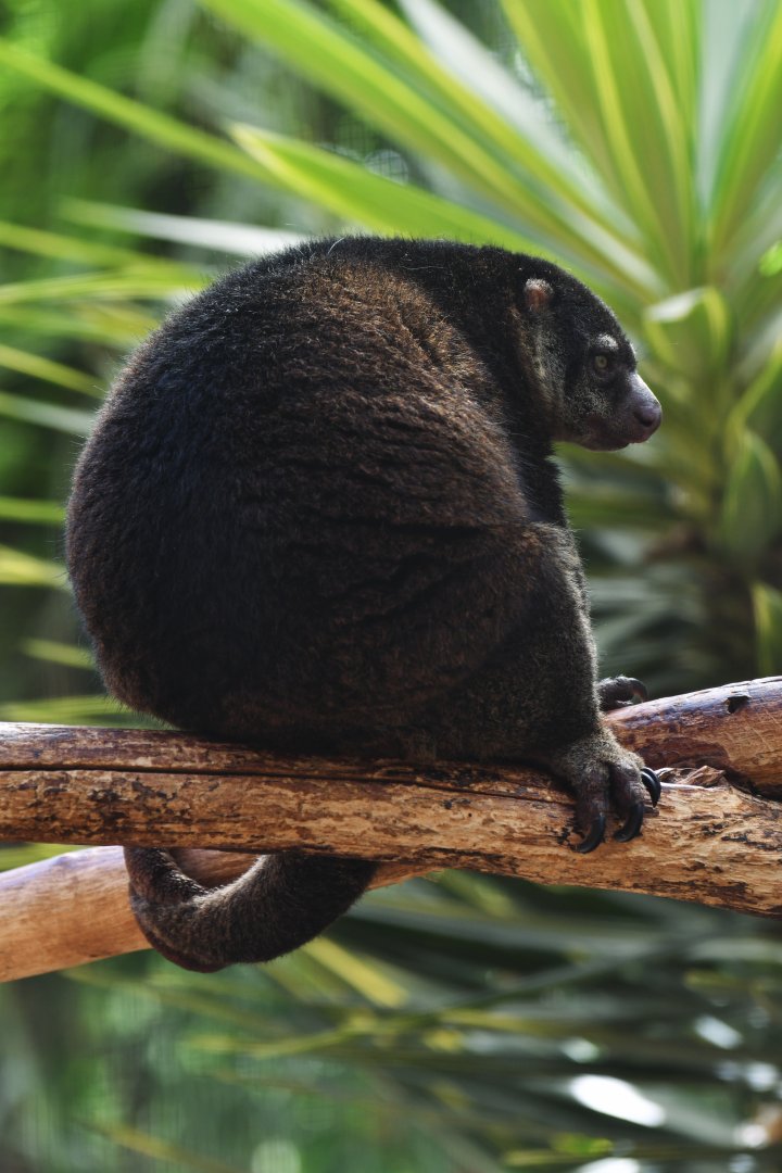 Bear cuscus (Ailurops ursinus)