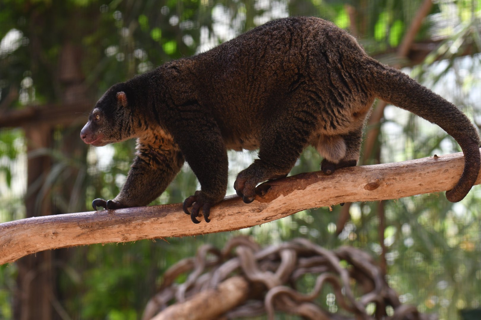 Bear cuscus (Ailurops ursinus)