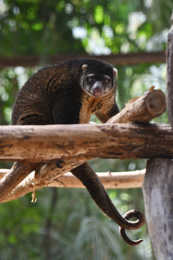 Bear cuscus (Ailurops ursinus)