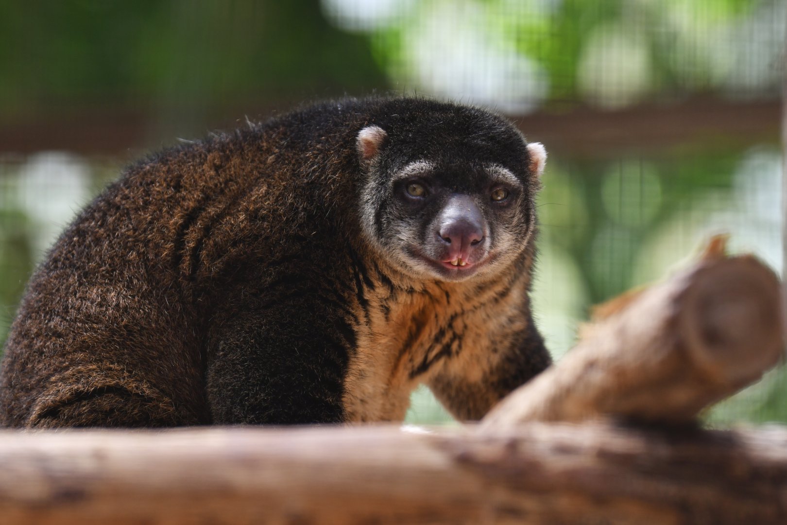 Bear cuscus (Ailurops ursinus)