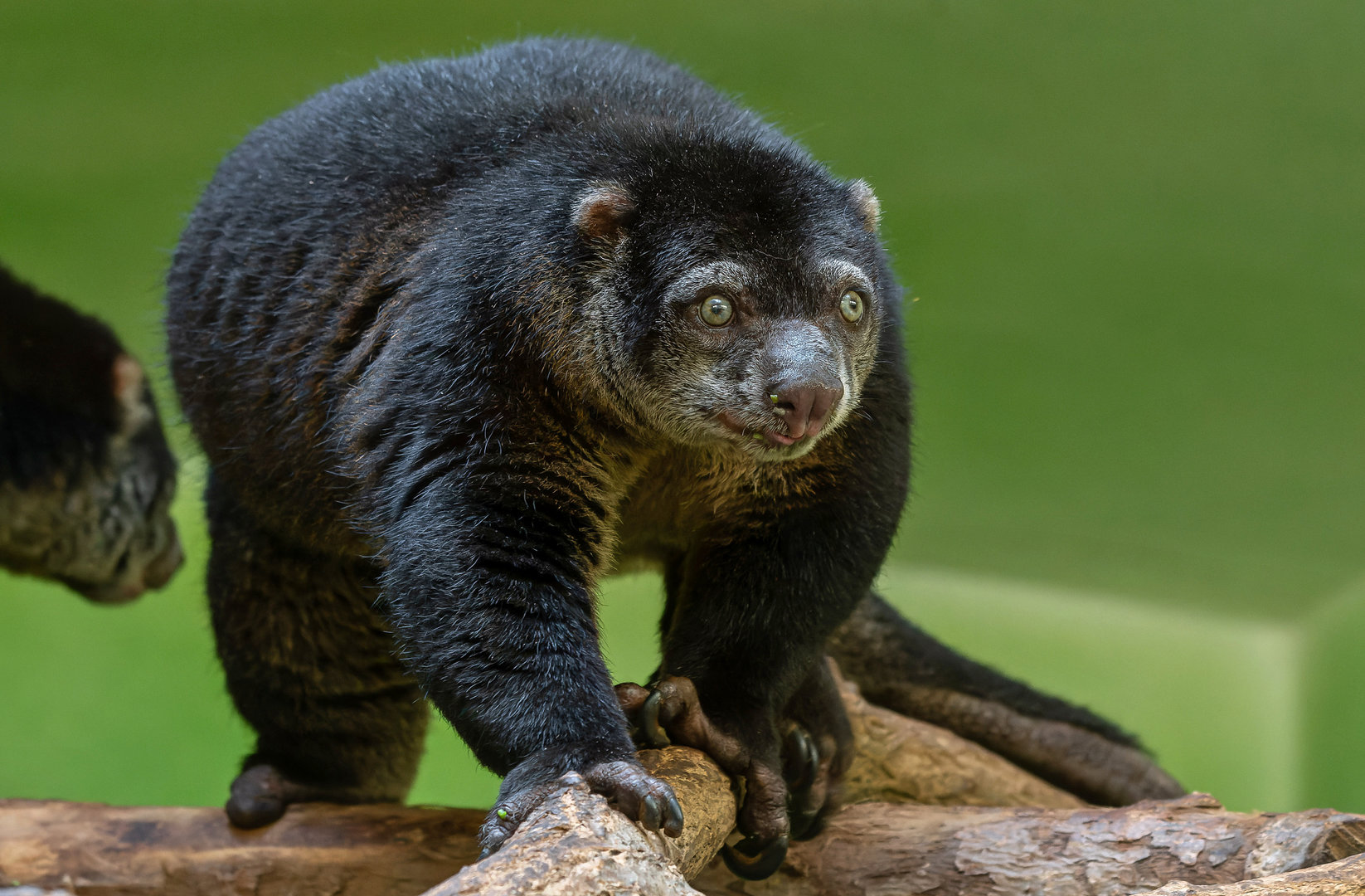 Bear cuscus (Ailurops ursinus)