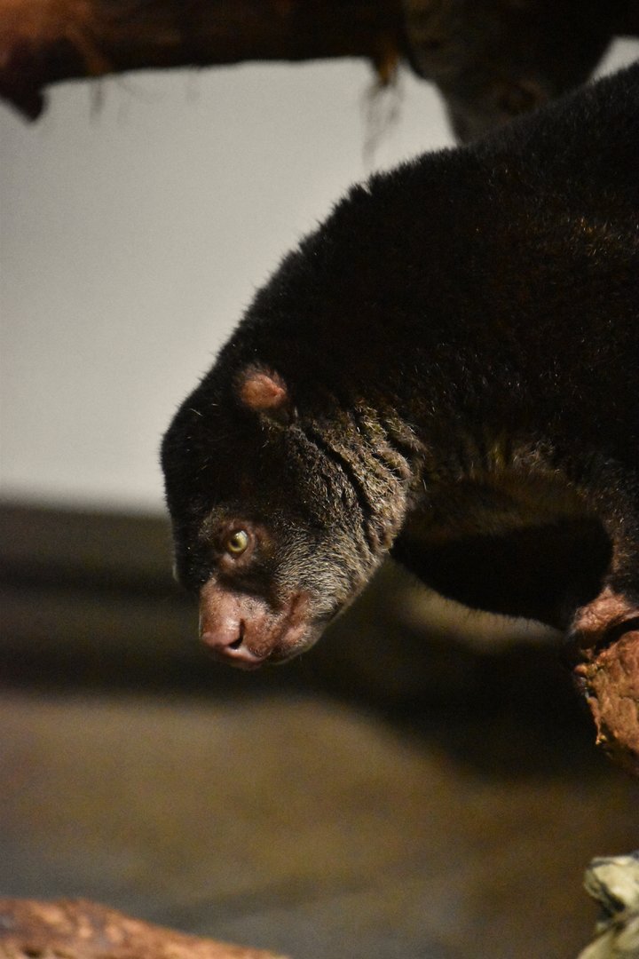 Bear cuscus, Ailurops ursinus