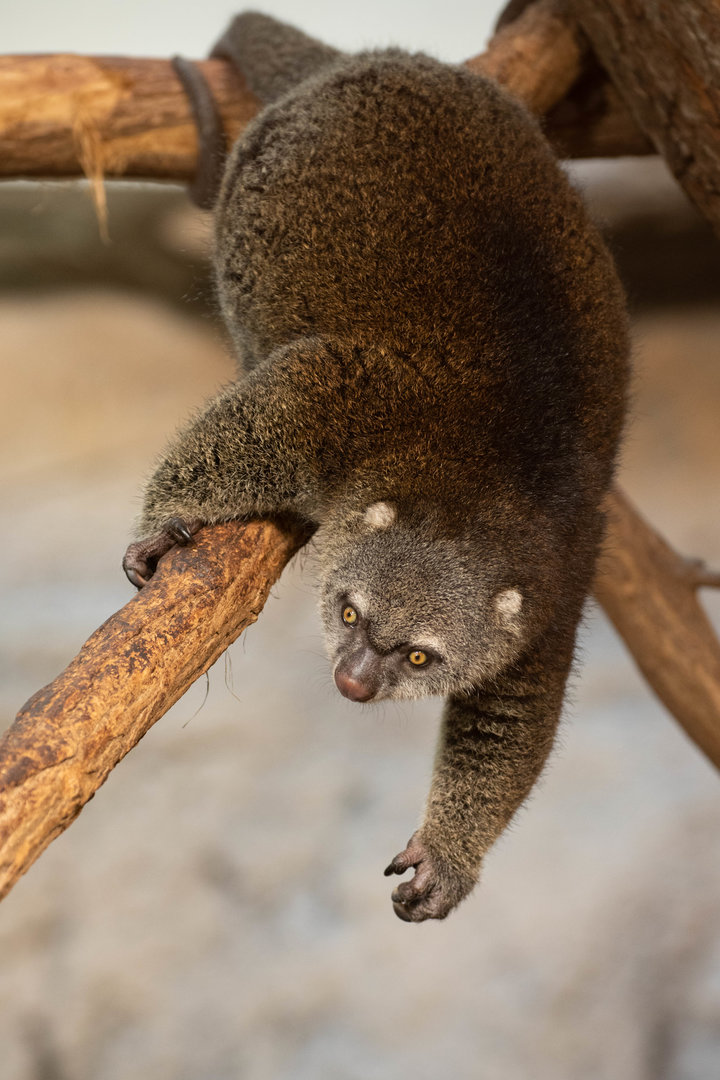 Bear cuscus (	Ailurops ursinus)