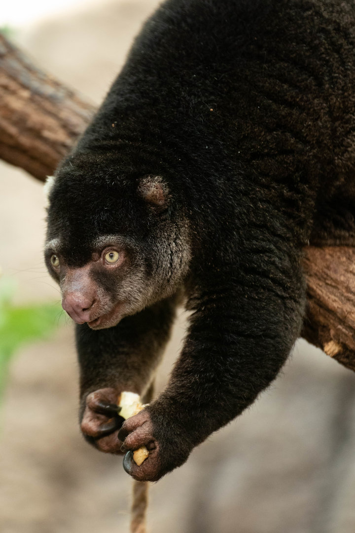 Bear cuscus (	Ailurops ursinus)