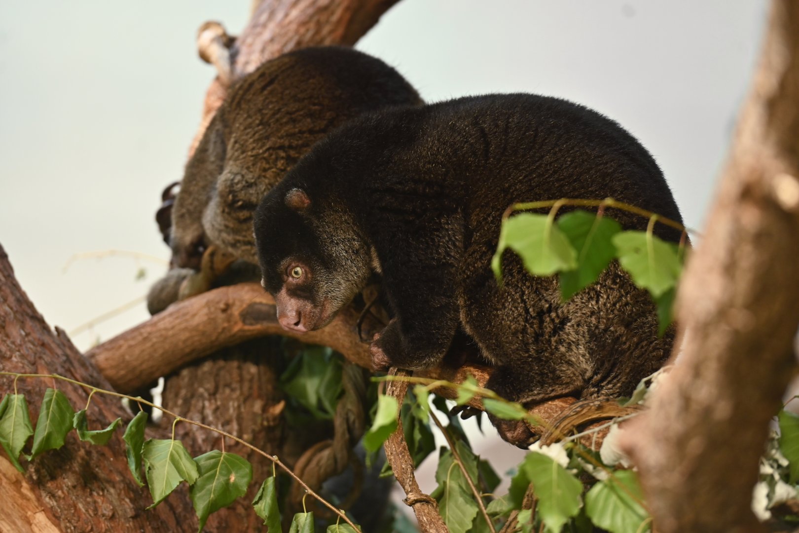 Bear cuscus (Ailurops ursinus)