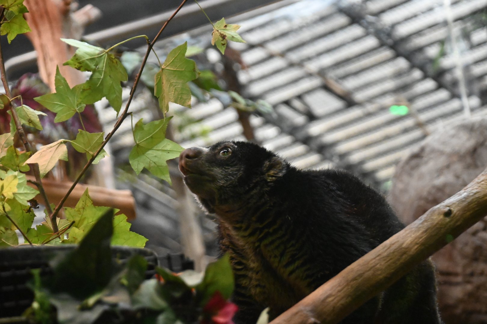 Bear cuscus (Ailurops ursinus)