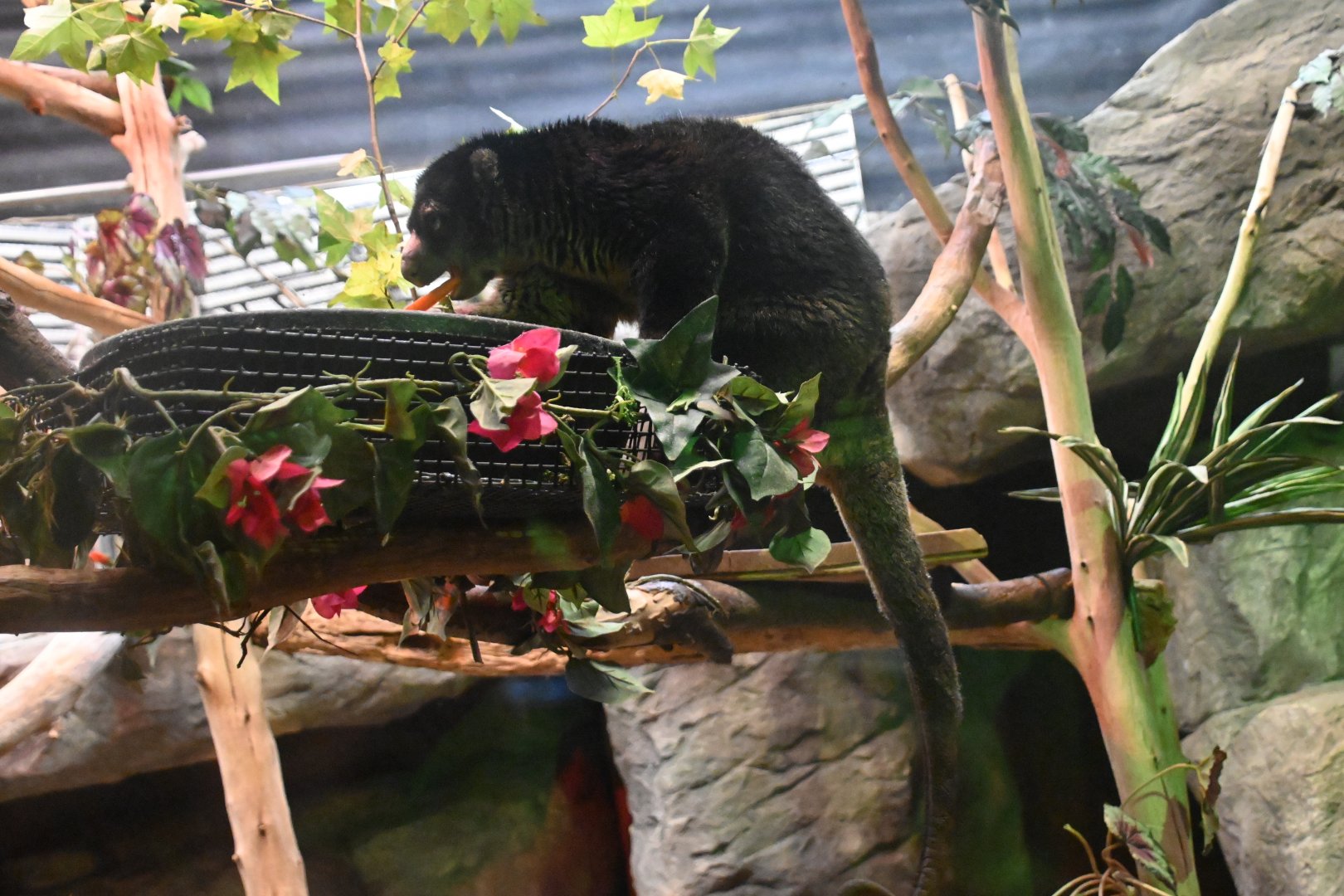 Bear cuscus (Ailurops ursinus)