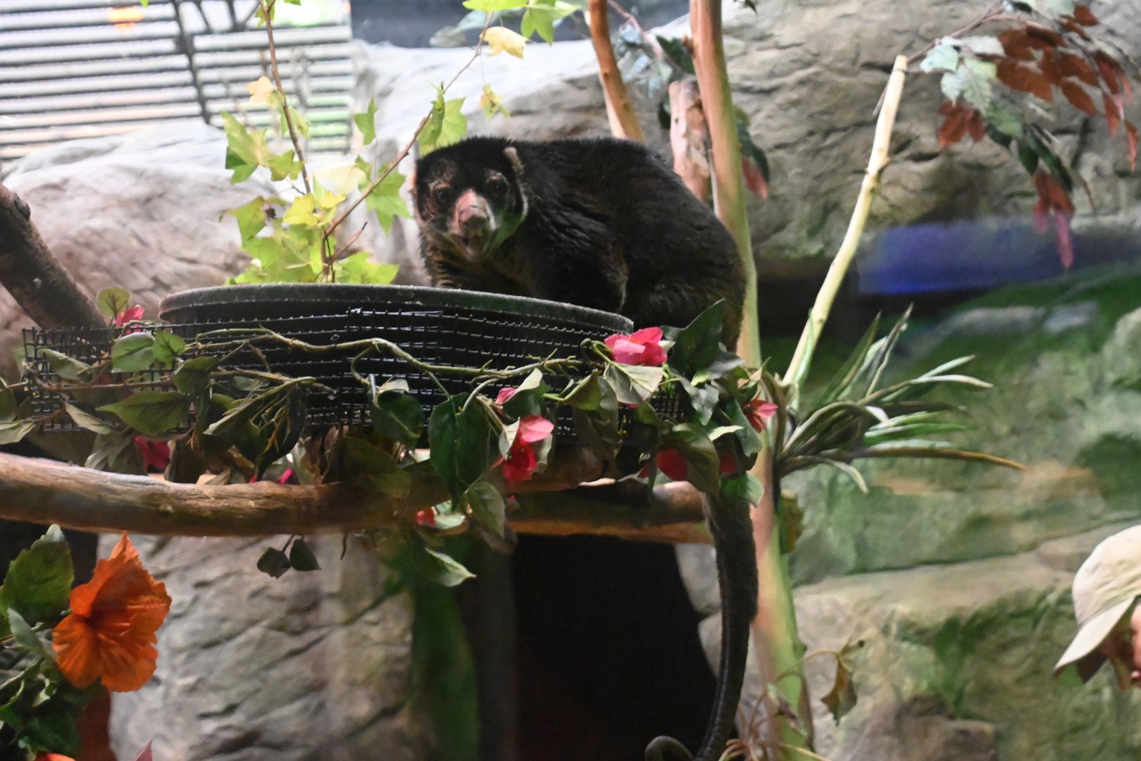 Bear cuscus (Ailurops ursinus)