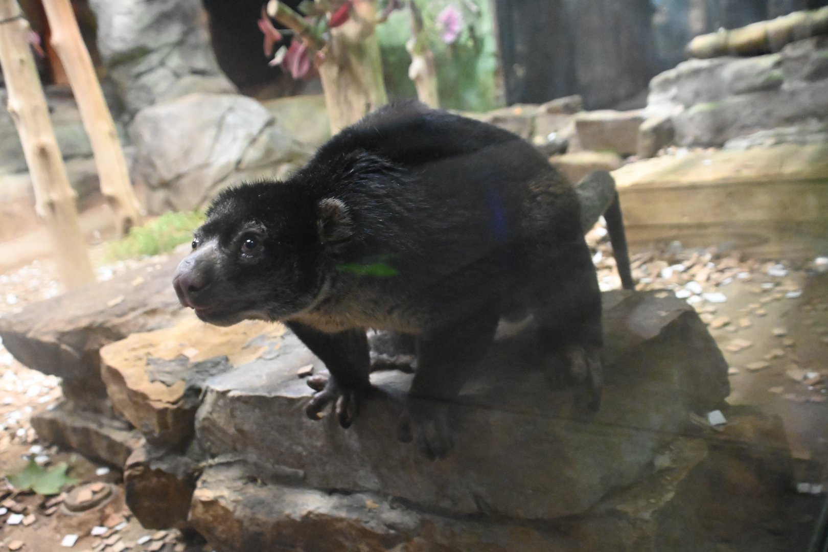 Bear cuscus (Ailurops ursinus)