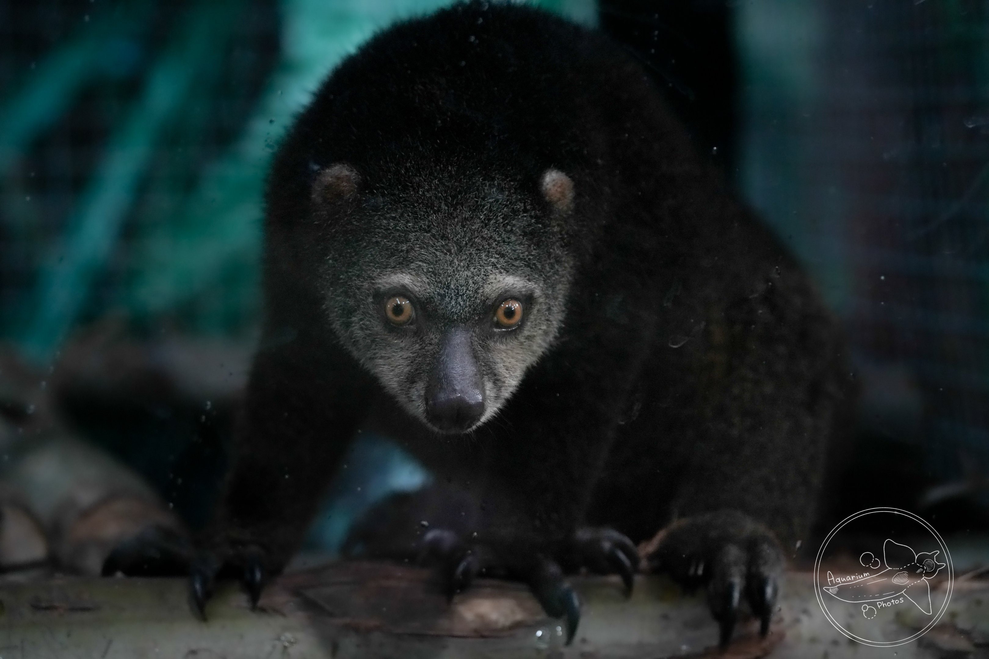 Bear cuscus (Ailurops ursinus)