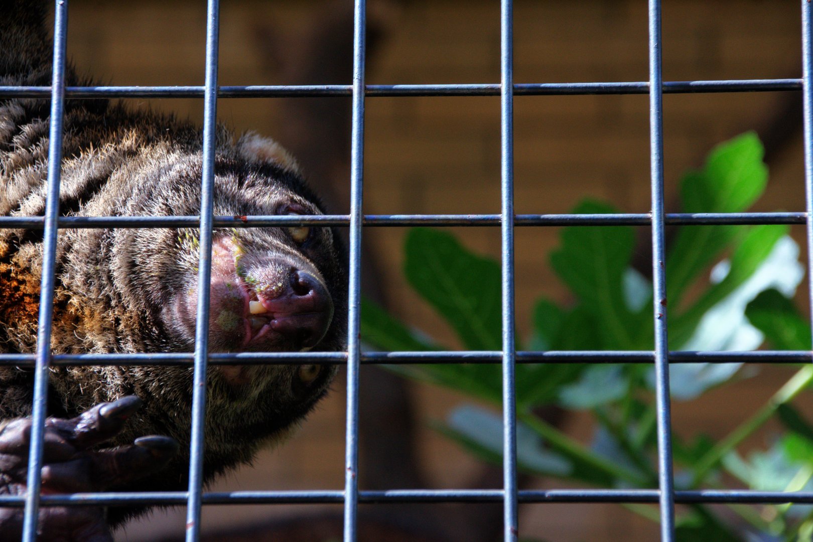 Bear cuscus (Ailurops ursinus)