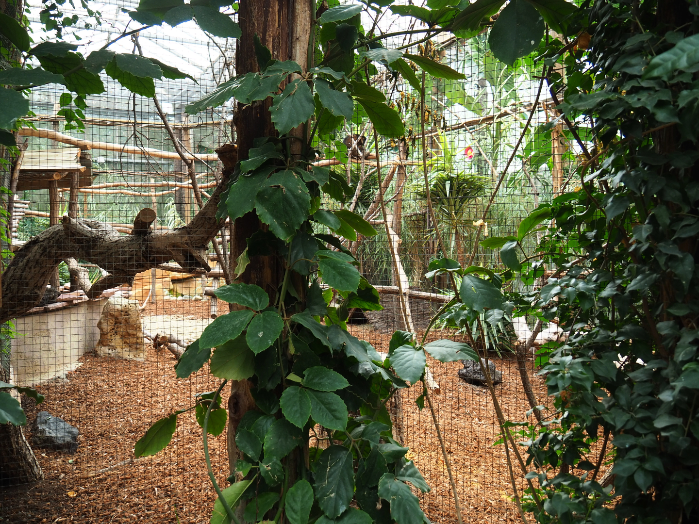 Bear cuscus and Javan mouse deer exhibit, 2019-10-05