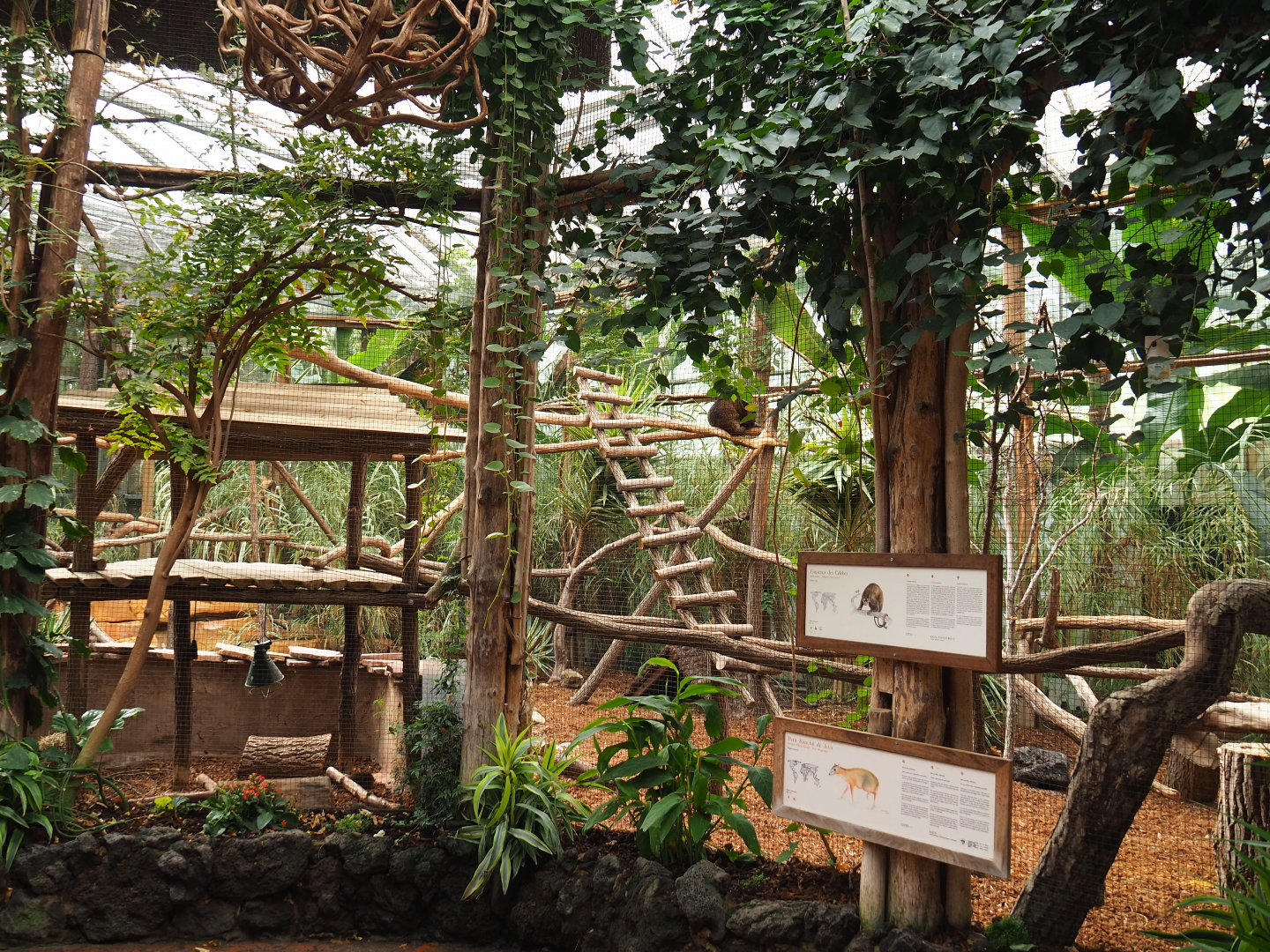 Bear cuscus and Javan mouse deer exhibit, 2019-10-05