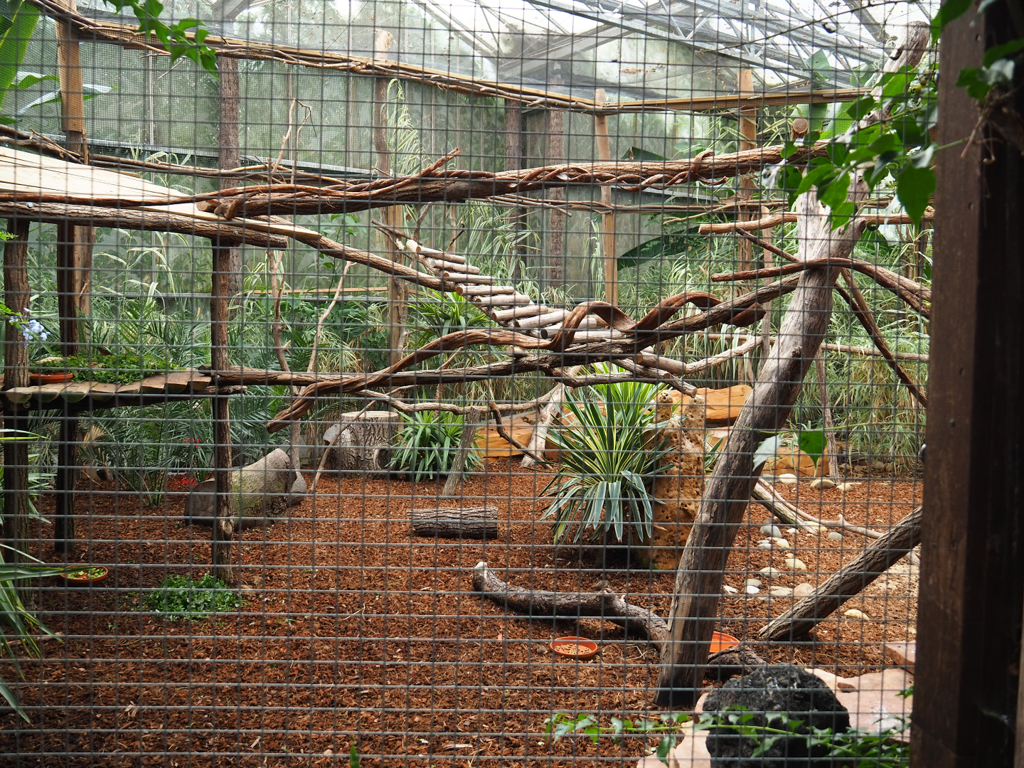 Bear cuscus and Javan mouse deer exhibit, 2019-10-05