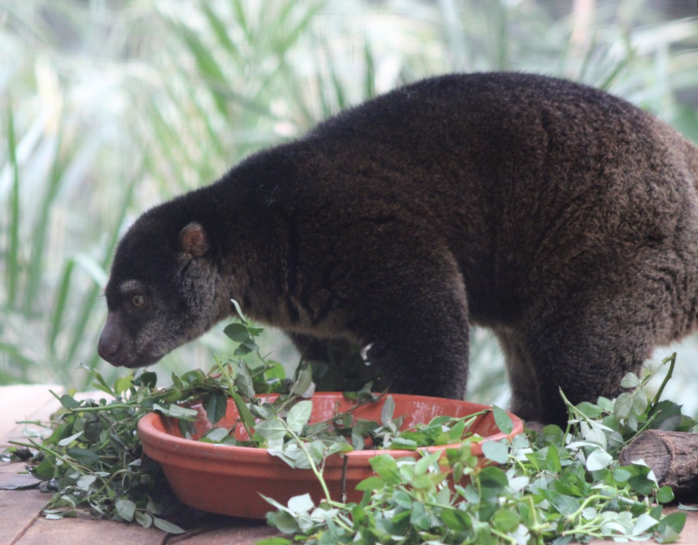 Bear cuscus at the feeding-table