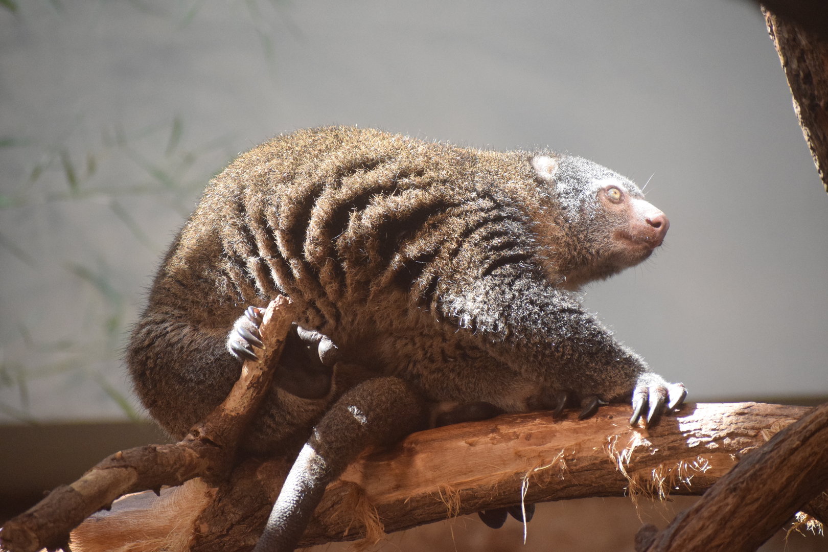 Bear cuscus - August 2023
