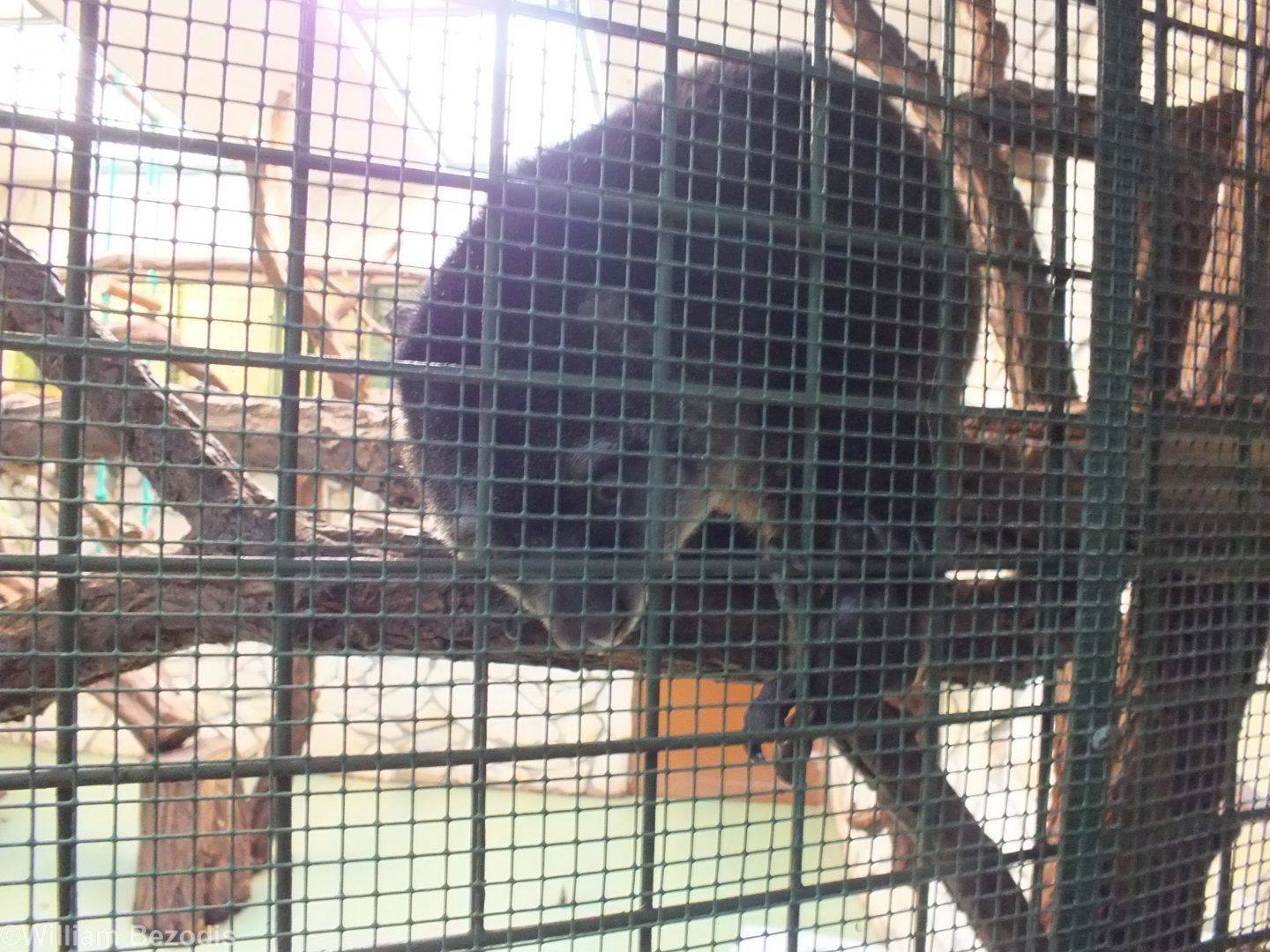 Bear Cuscus Comes up to Say Hello