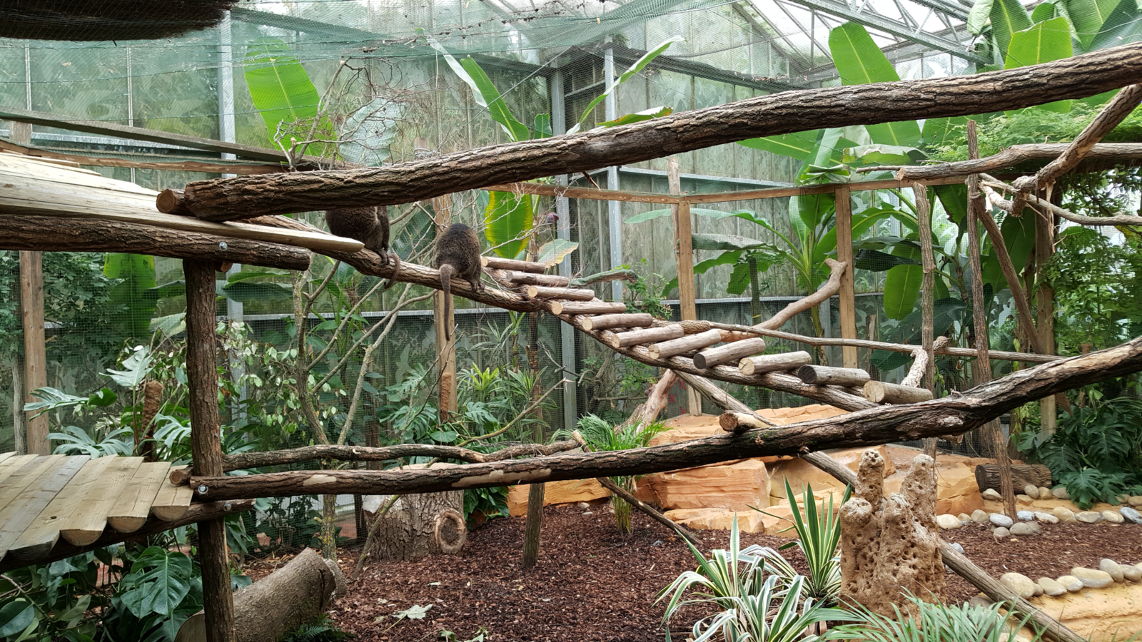 Bear cuscus exhibit