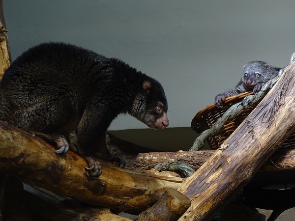 Bear cuscus (father and young)