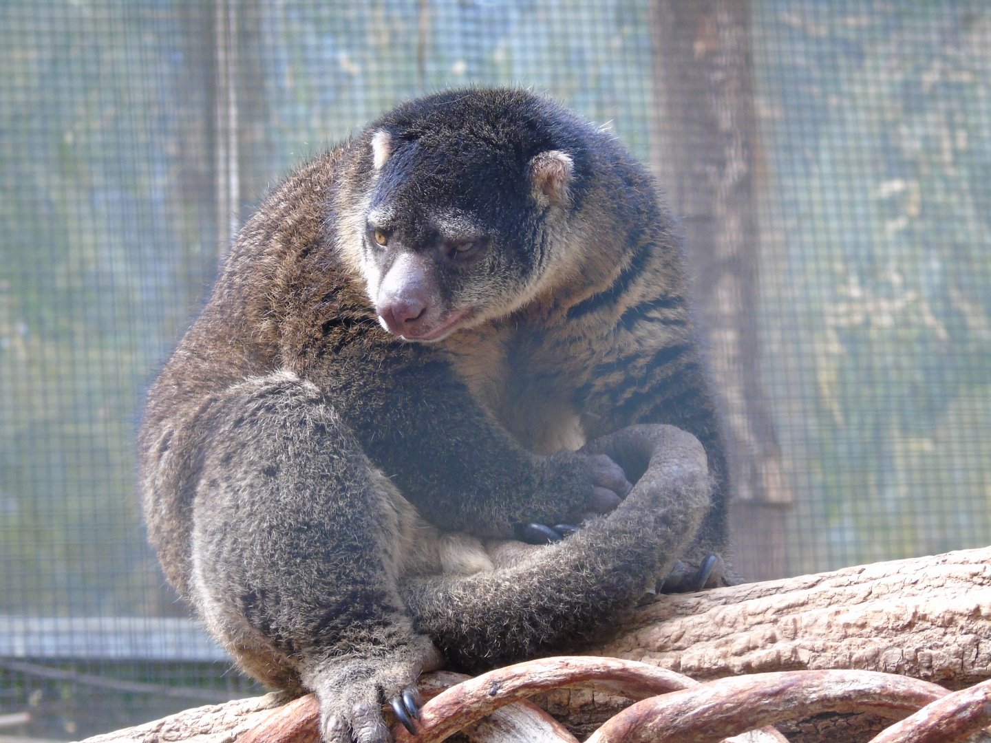 Bear cuscus - July 2018