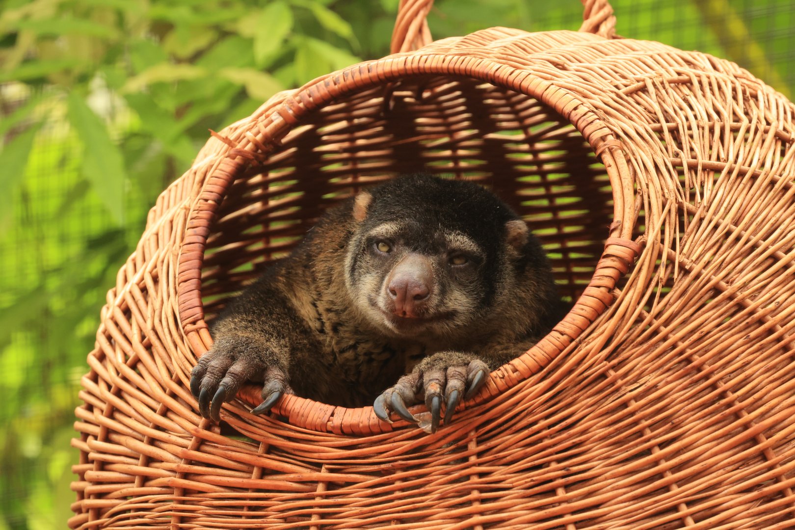 Bear cuscus (July 2021)