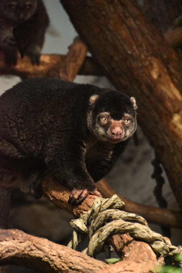 Bear cuscus male, Ailurops ursinus