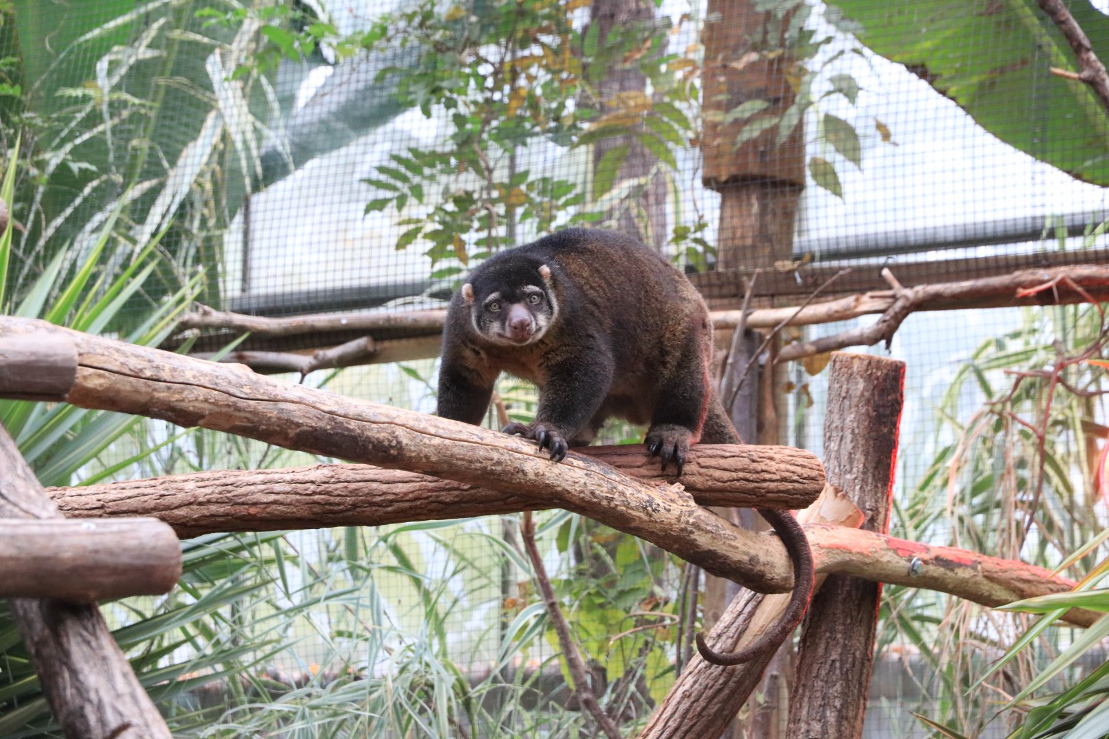 Bear cuscus (November 2019)