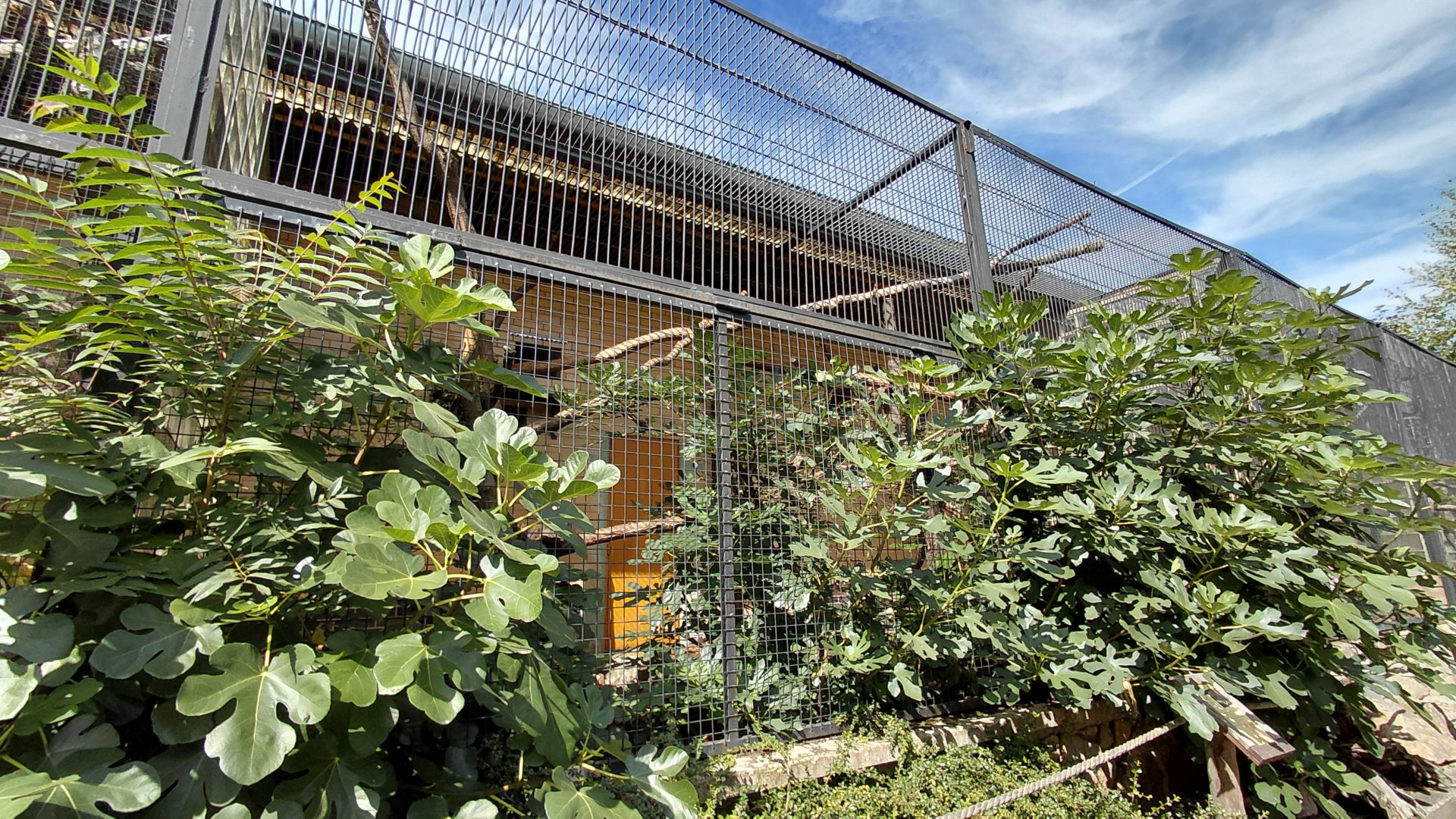 Bear cuscus outdoor exhibit