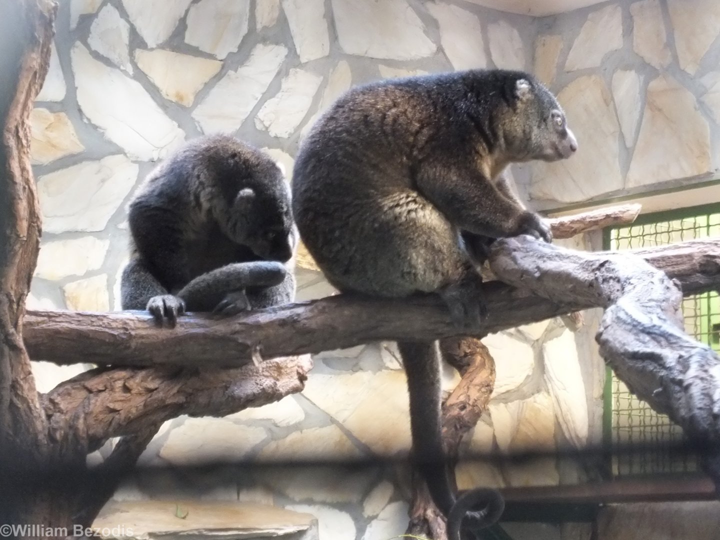 Bear Cuscus Pair