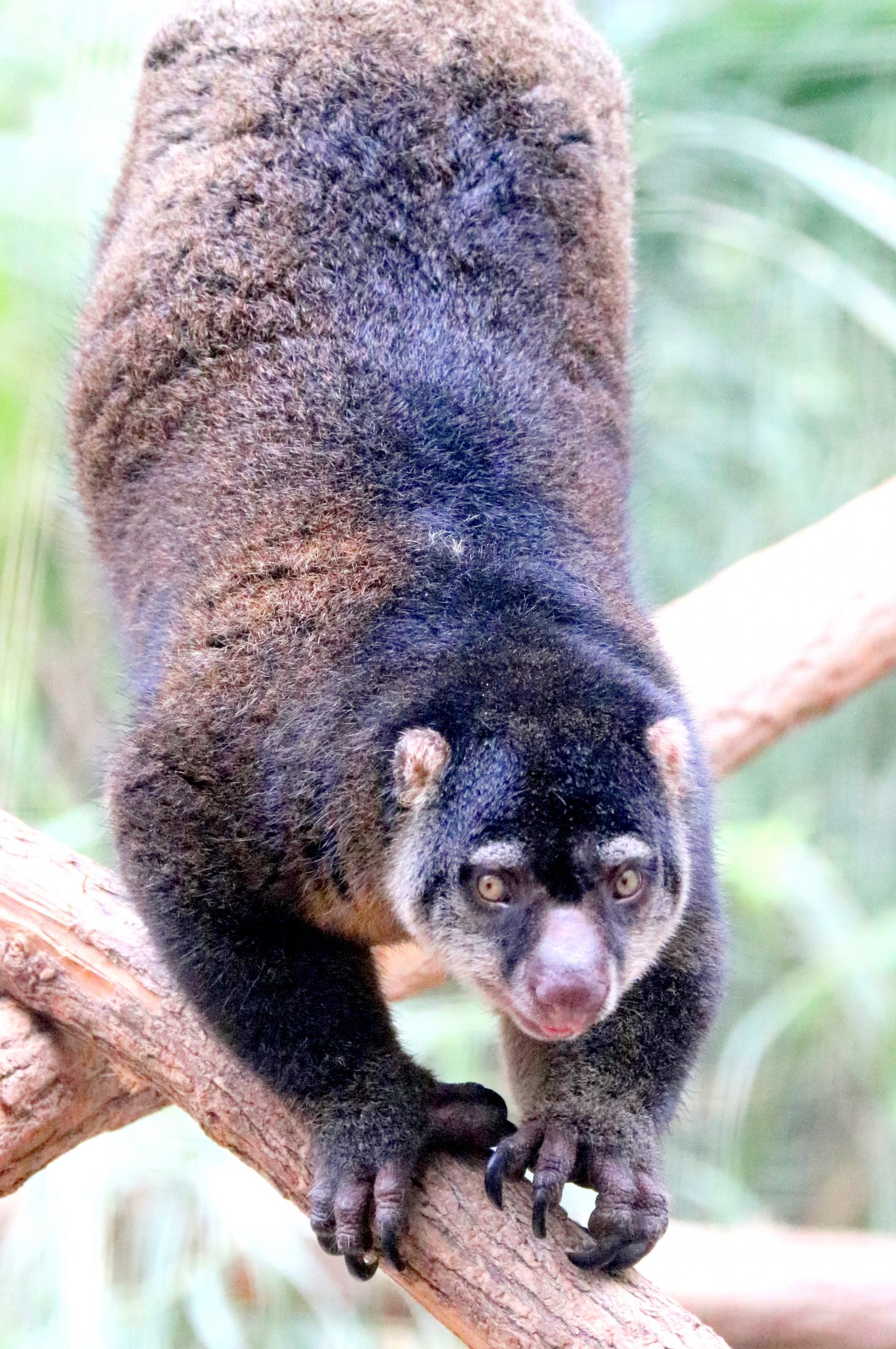 Bear cuscus; Pairi Daiza; 12th September 2018