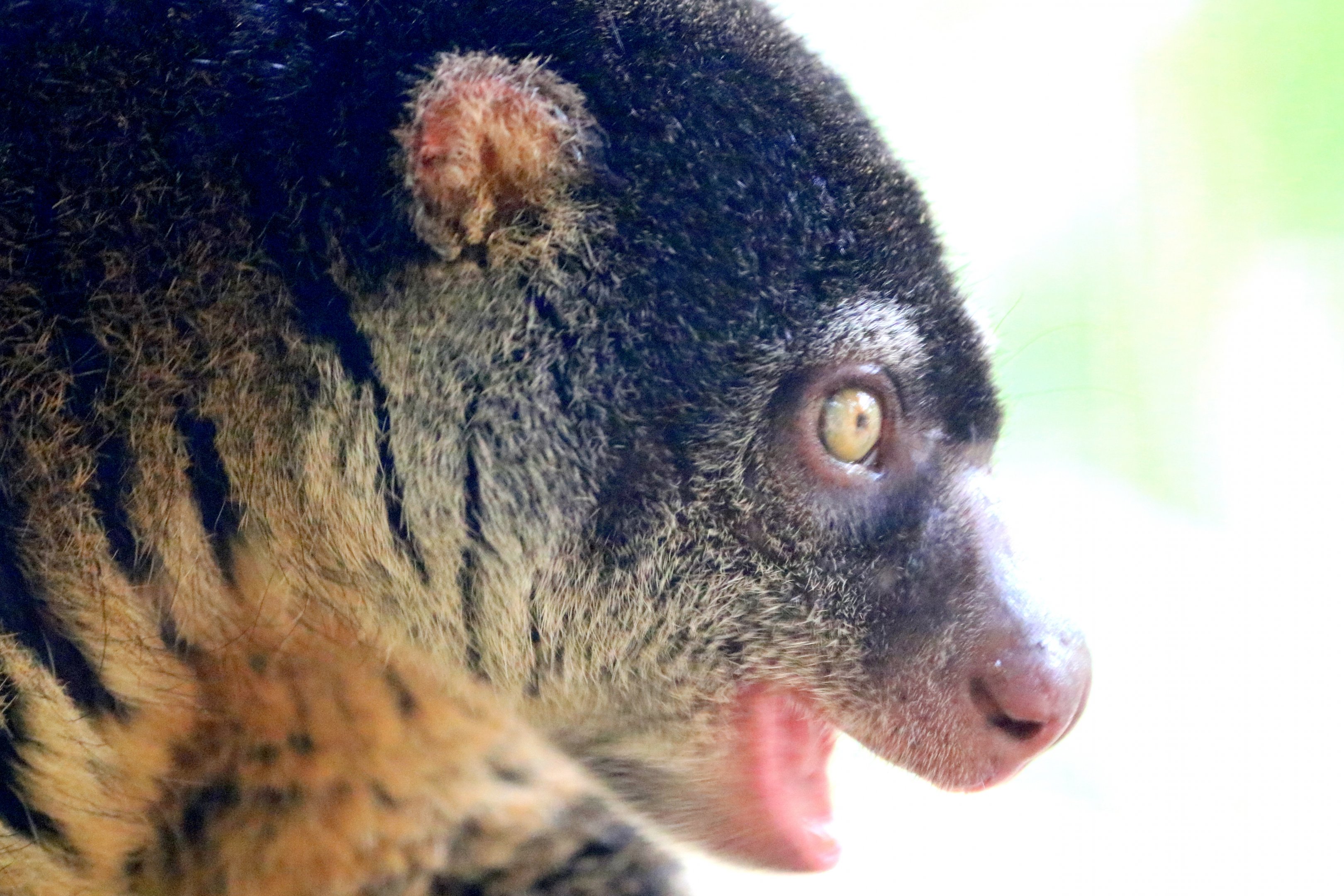 Bear cuscus; Pairi Daiza; 12th September 2018