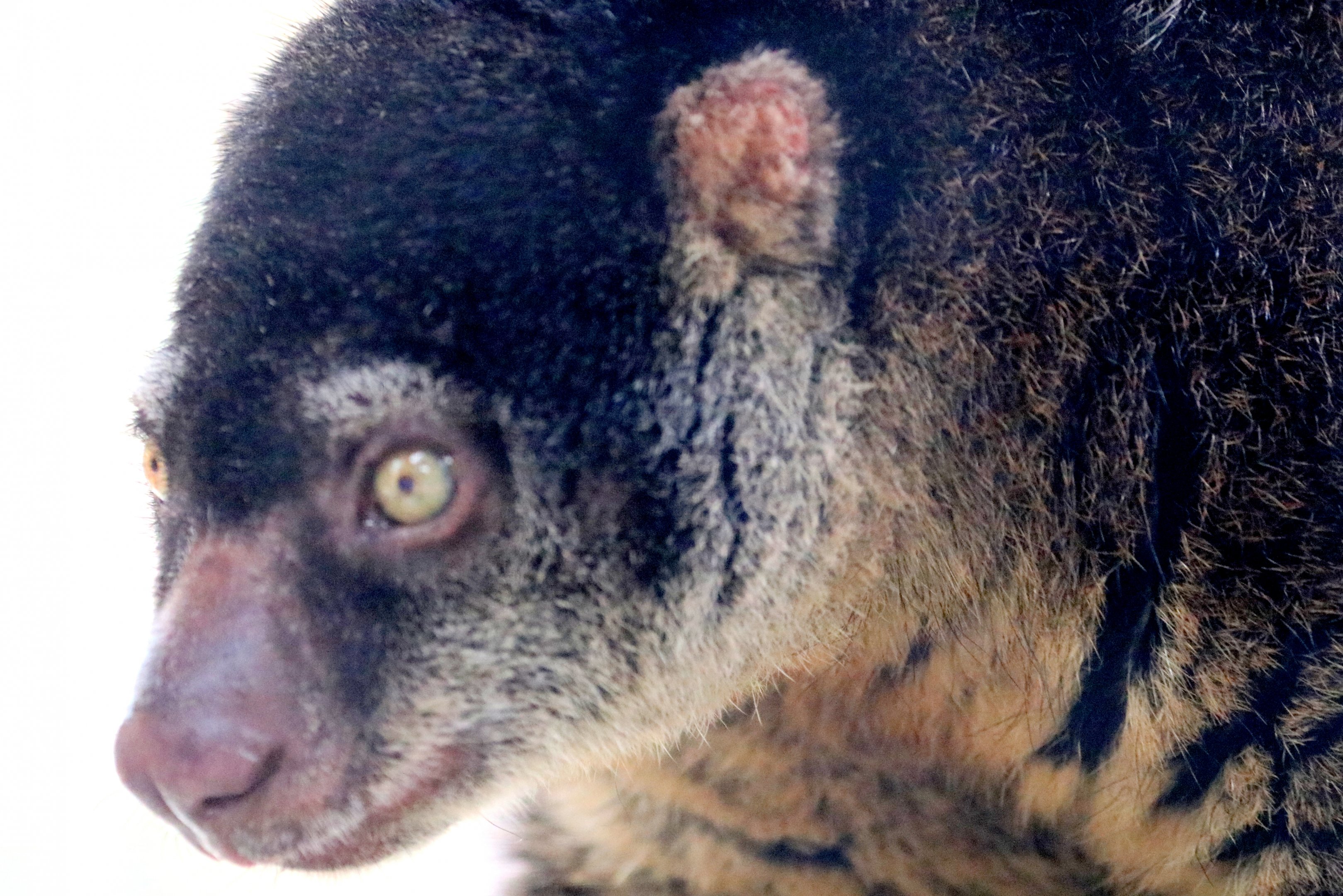 Bear cuscus; Pairi Daiza; 12th September 2018
