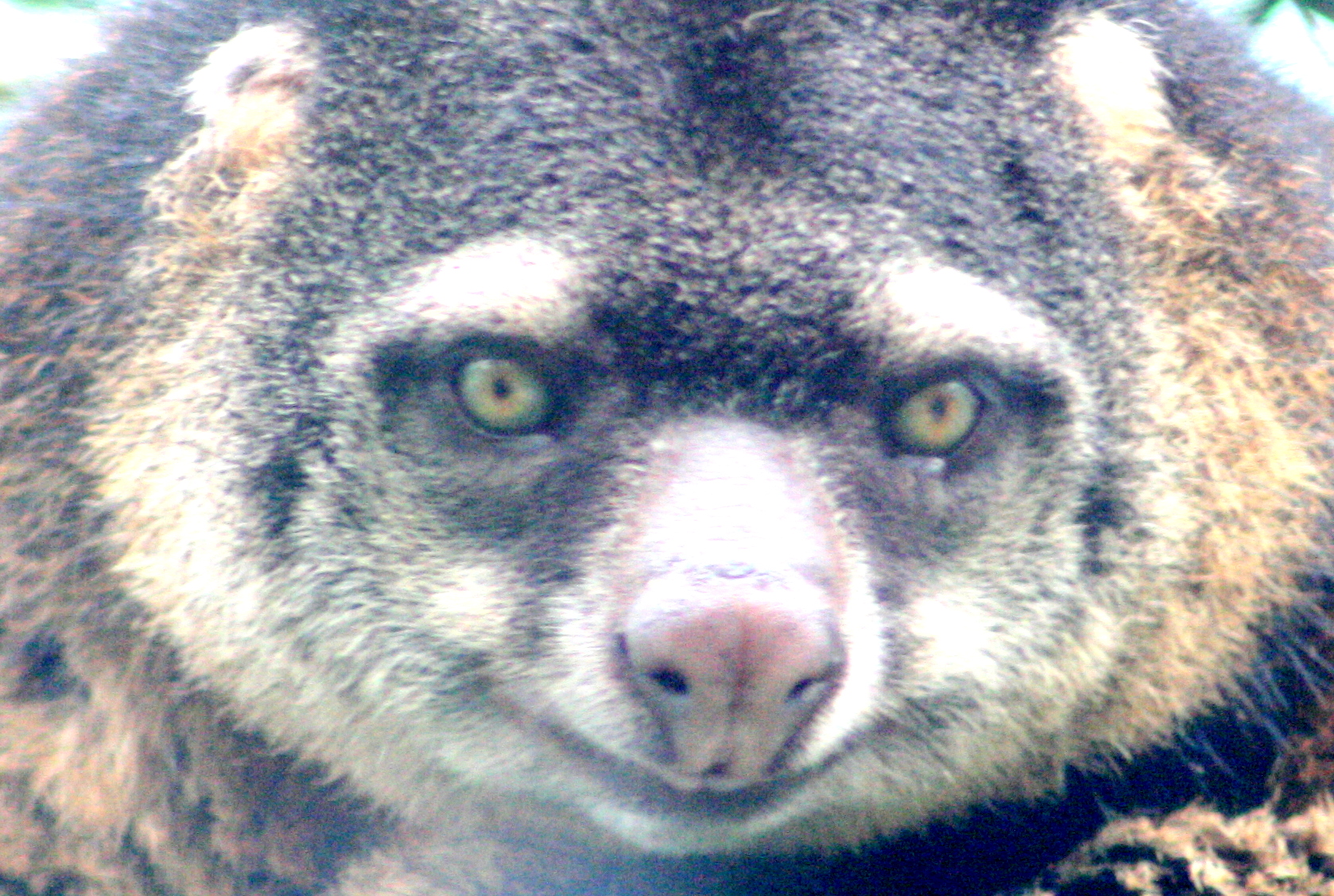 Bear cuscus; Wroclaw; 11th September 2017