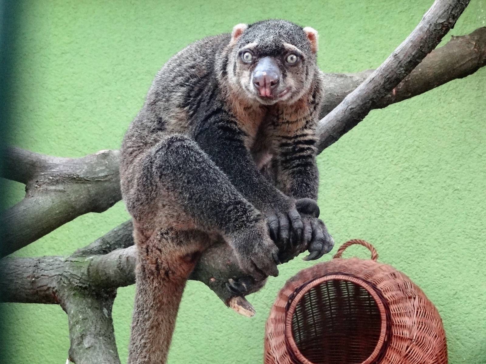 Bear Cuscus