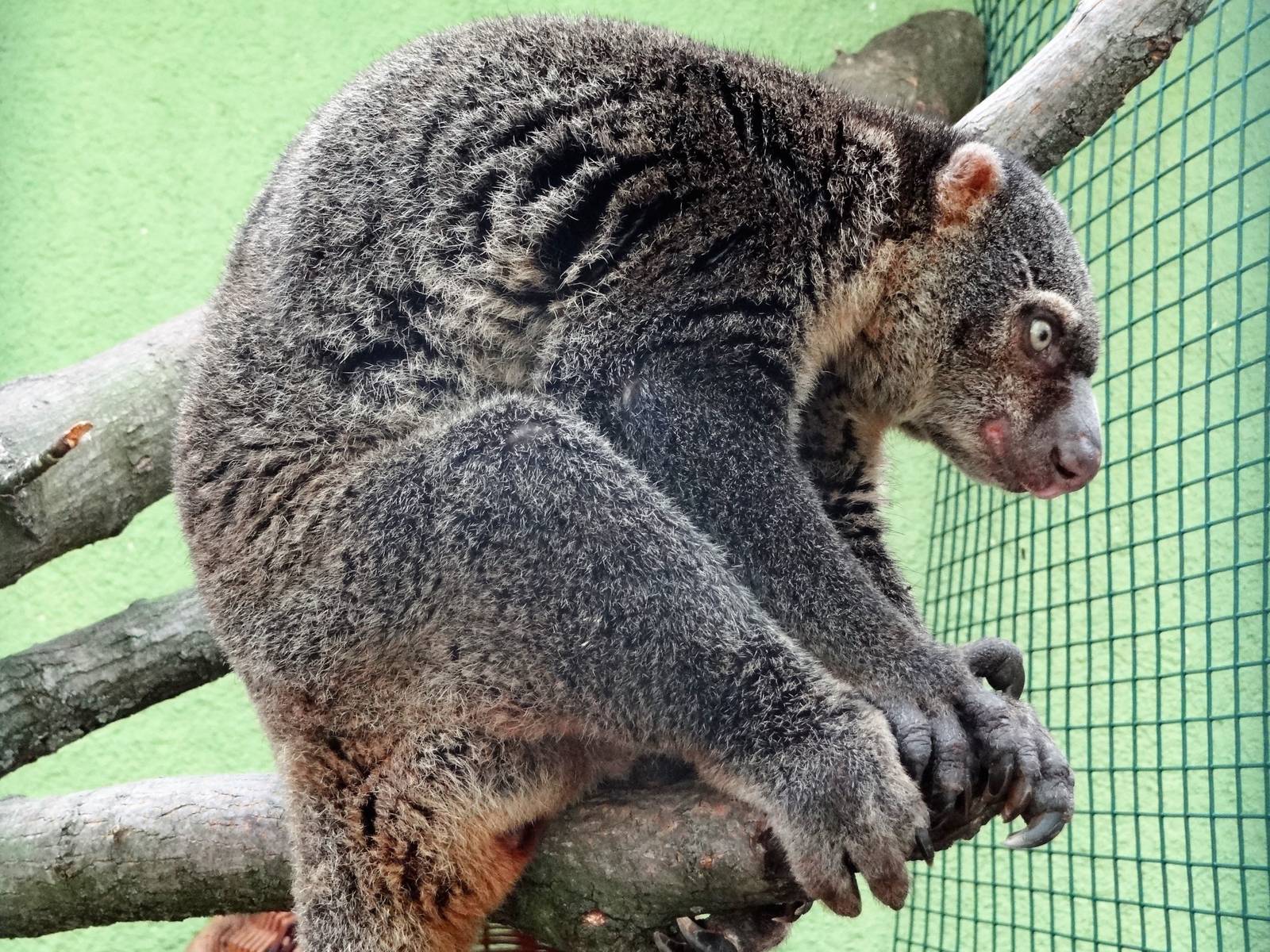 Bear Cuscus