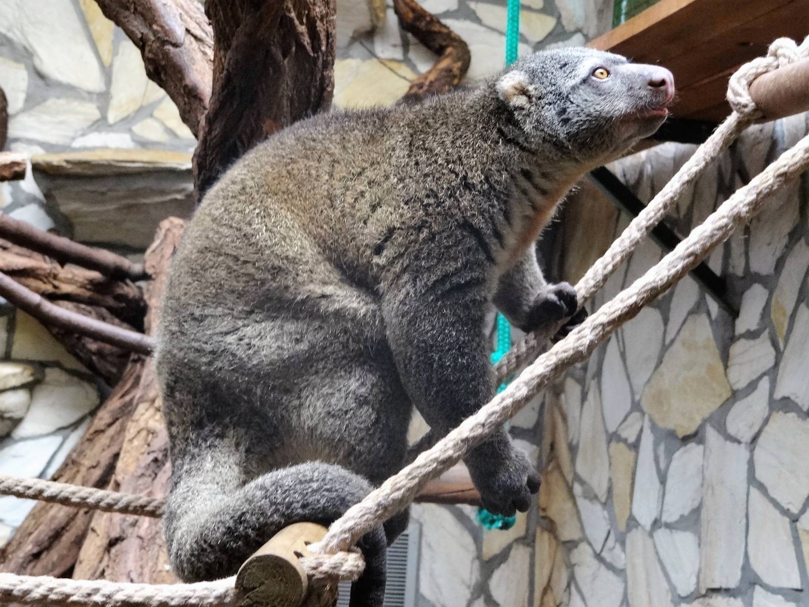 Bear Cuscus