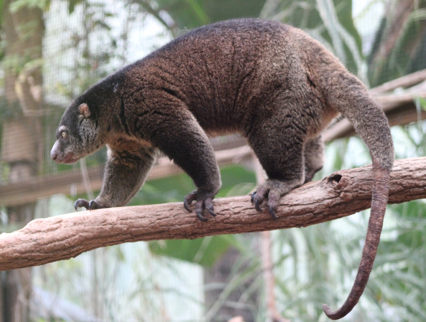 Bear cuscus