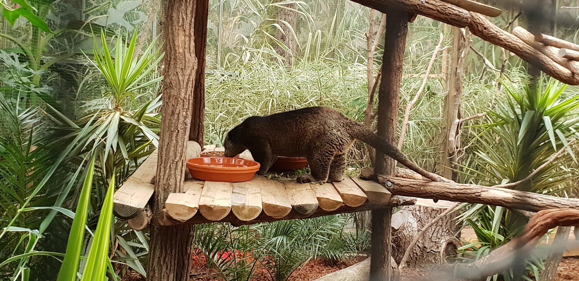 Bear Cuscus