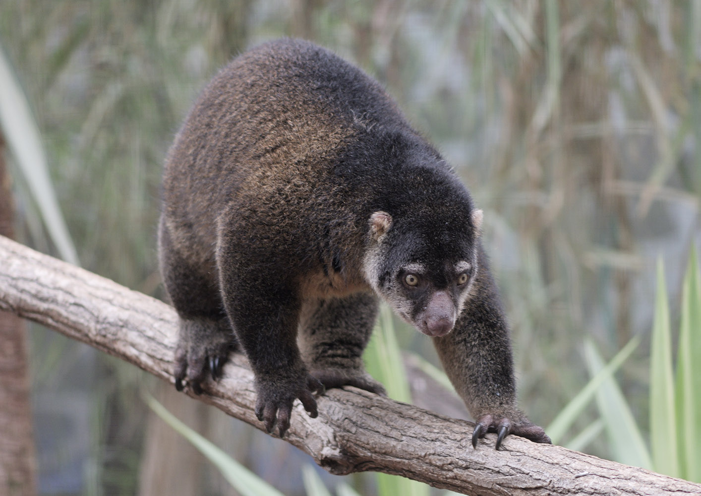 Bear cuscus