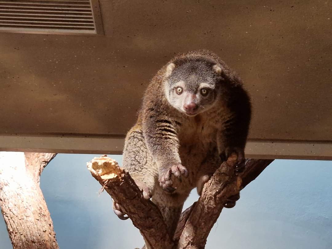 Bear  Cuscus