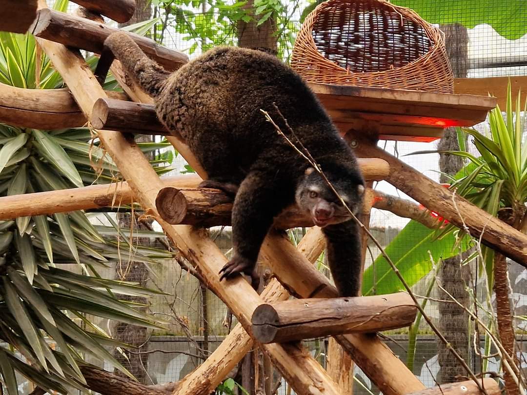 Bear Cuscus