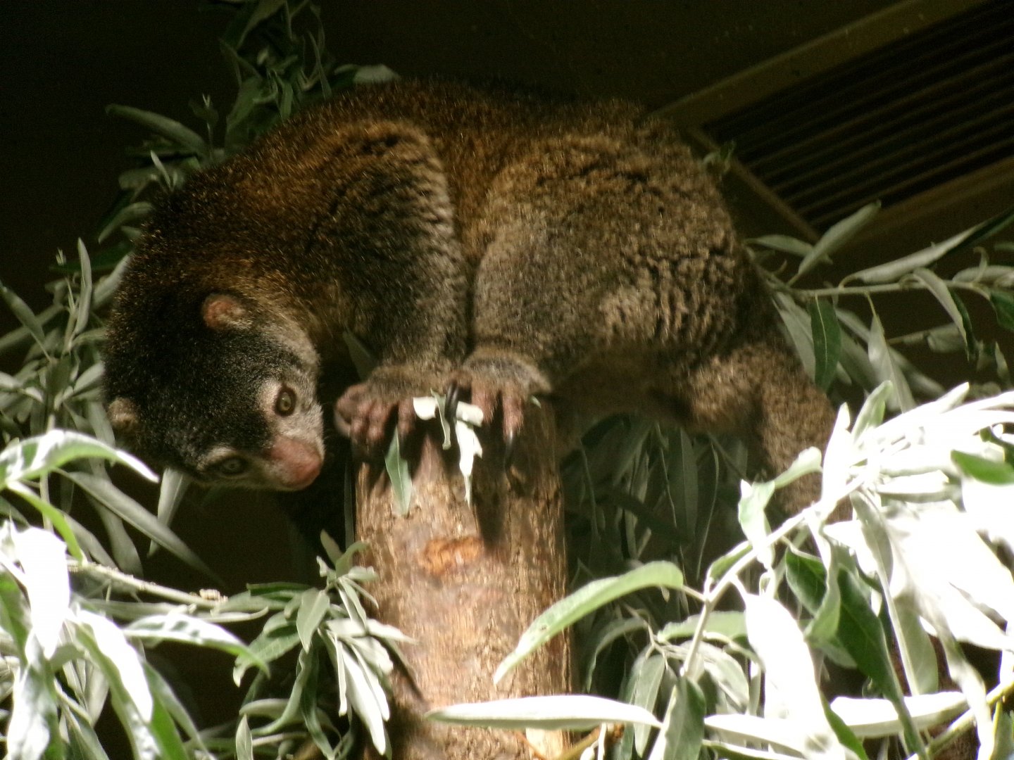 Bear cuscus
