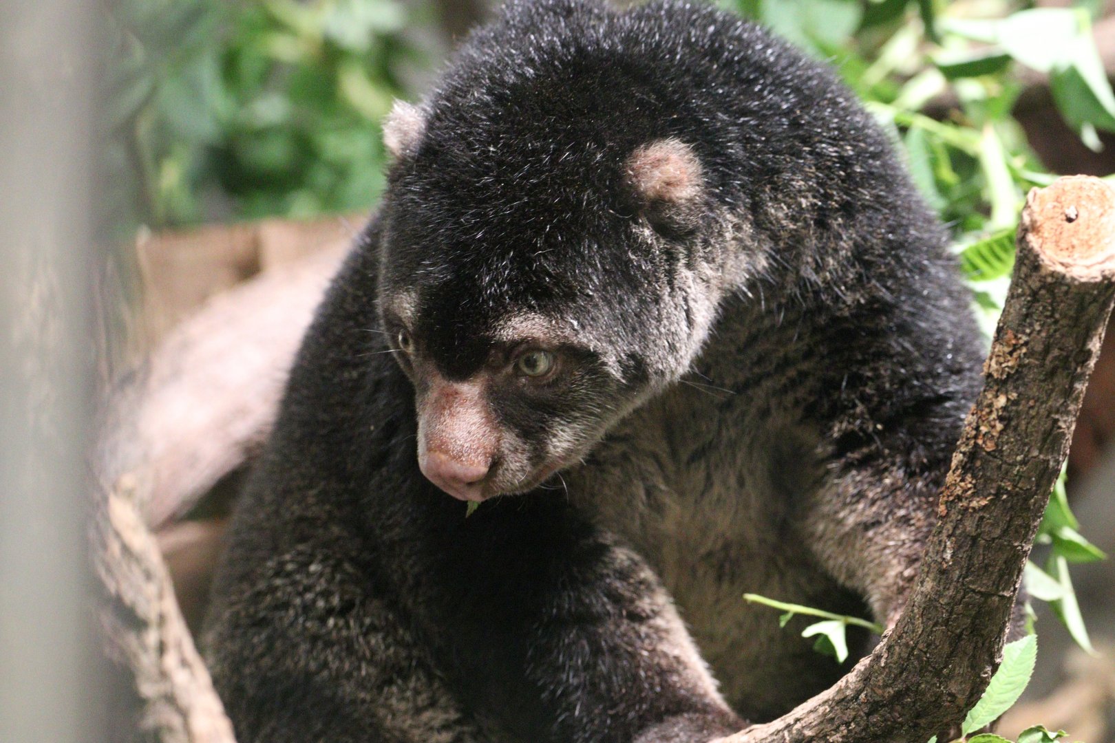Bear Cuscus