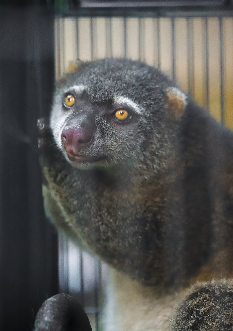 Bear cuscus