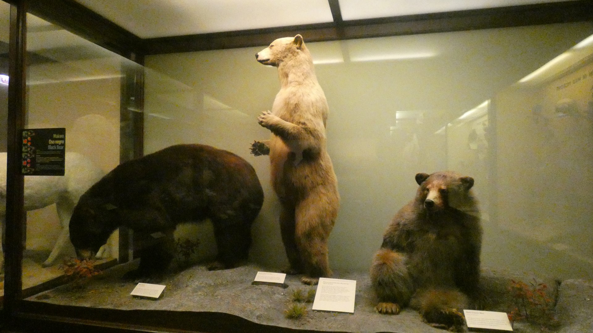 Bear Display, What is an Animal - Feb. 2022
