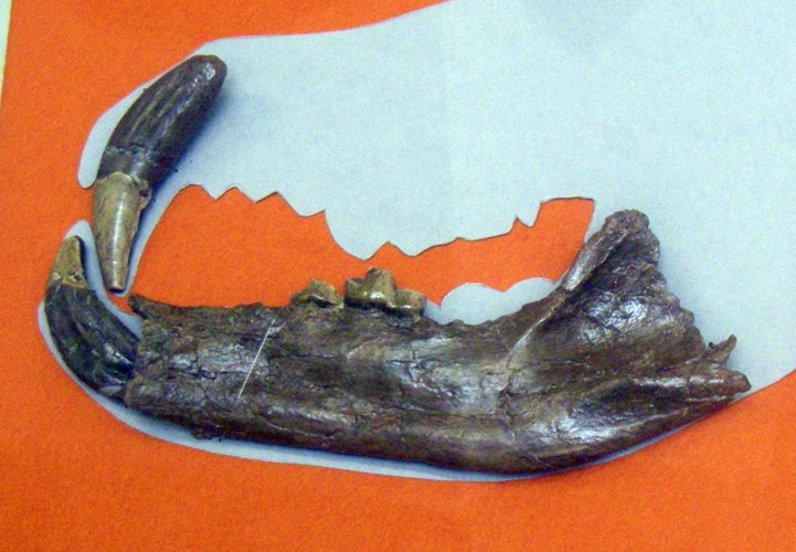 Bear-Dog (Amphicyon major)